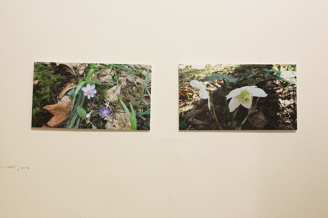 2 photos of the flowers near the forest stream.