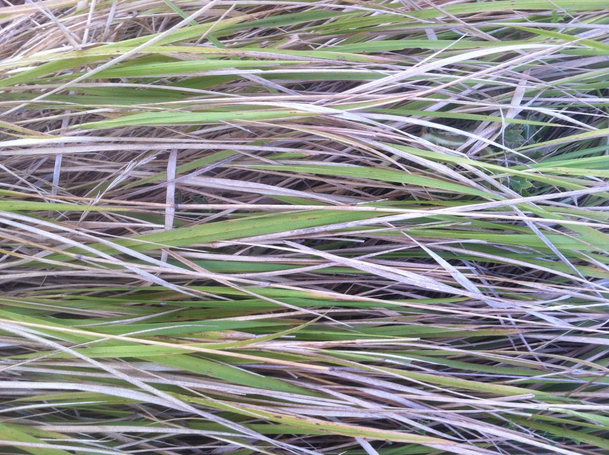 Mediterranean grass, 1.