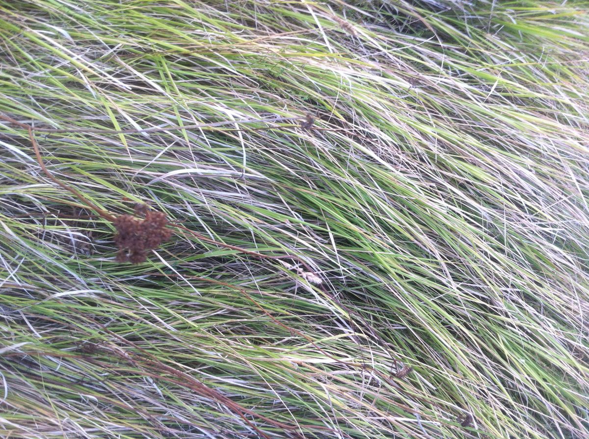 Mediterranean grass, 2.