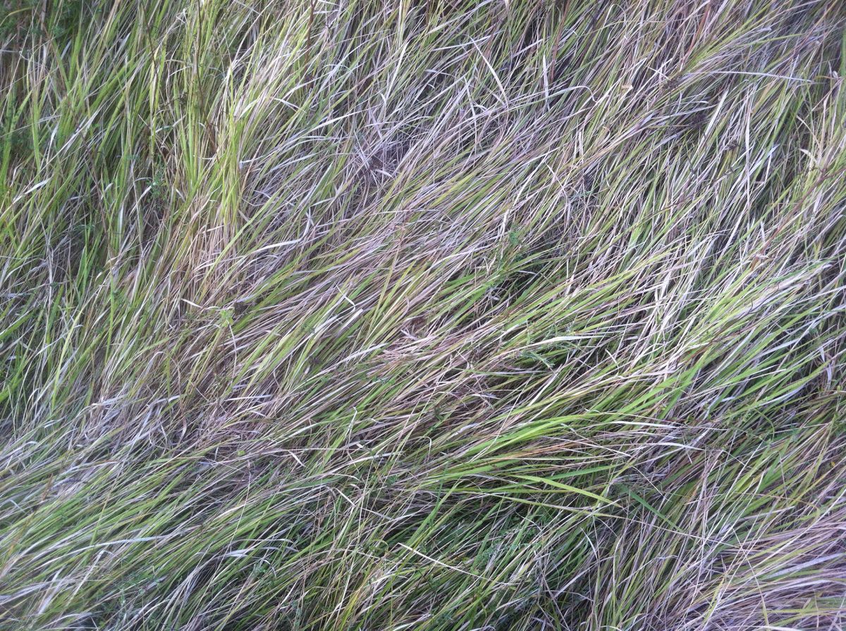 Mediterranean grass, 3.