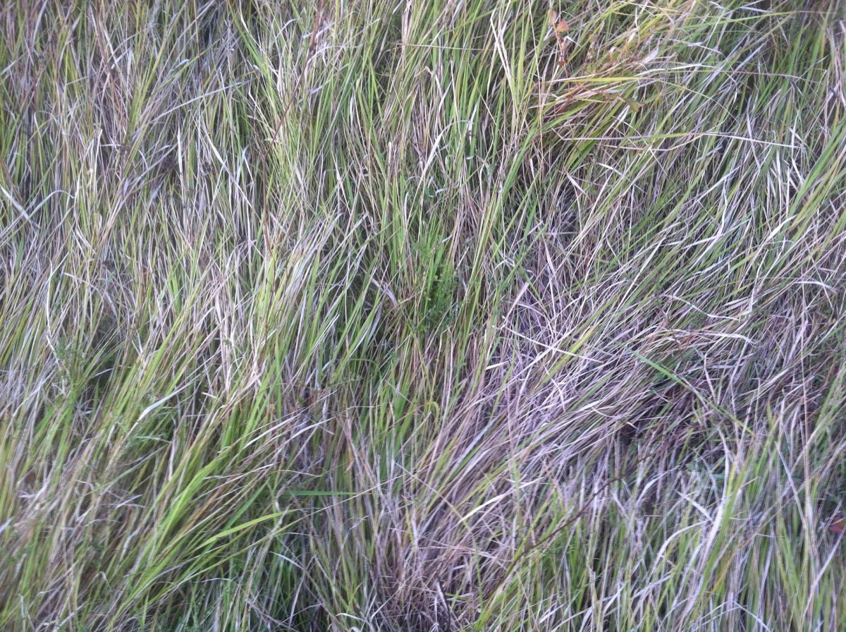 Mediterranean grass, 4.
