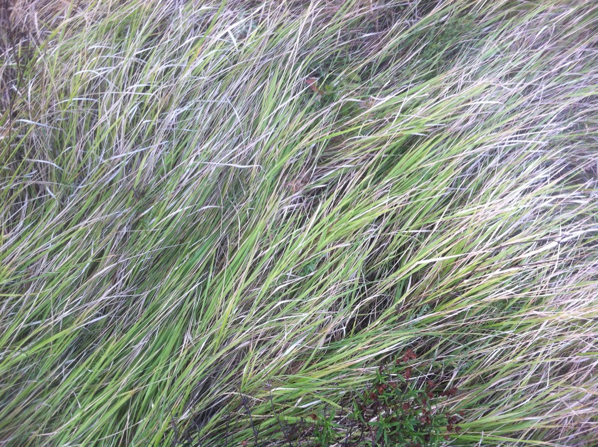 Mediterranean grass, 5.