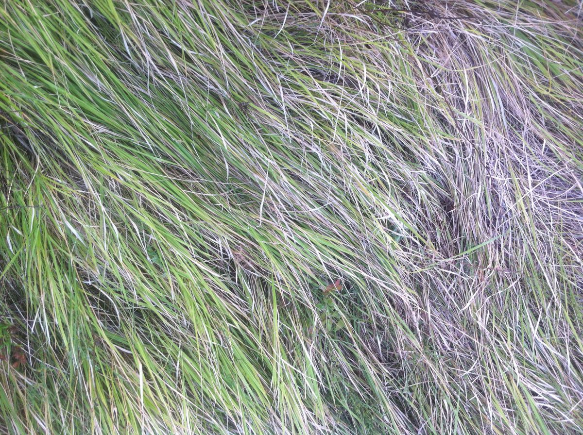 Mediterranean grass, 6.