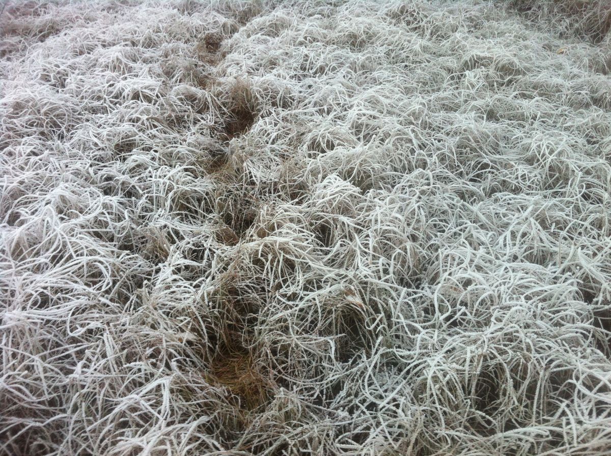 Frozen grass, 5.