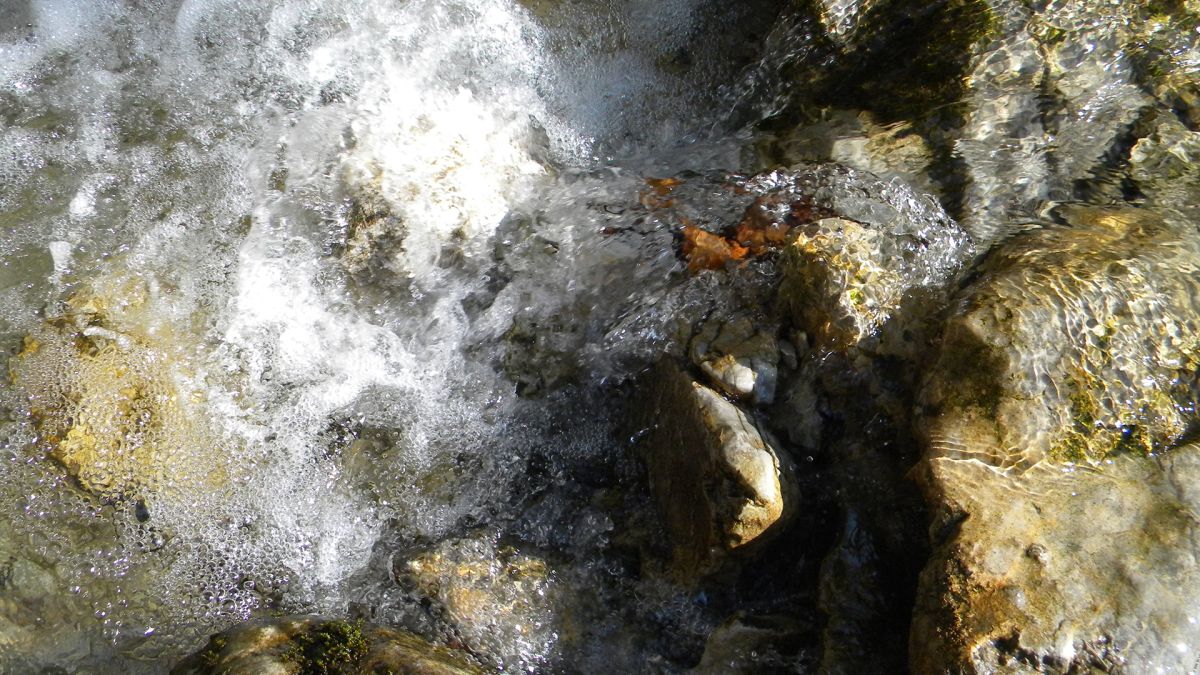 Forest stream rapids, 1.