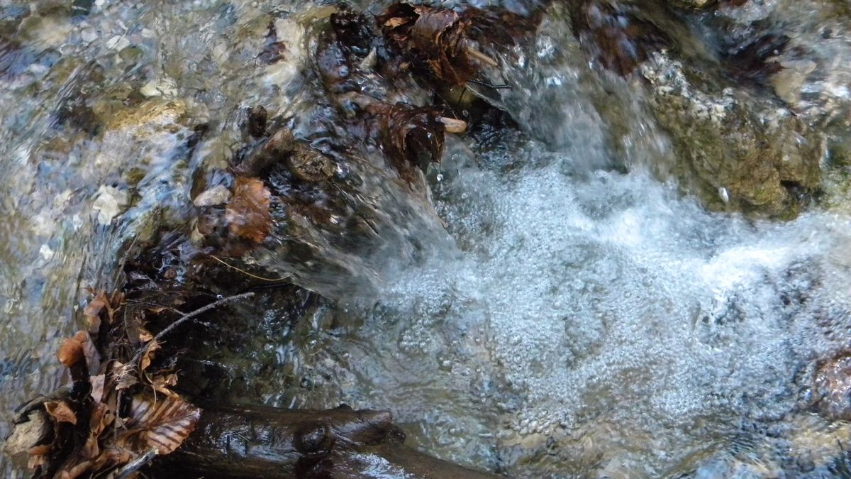 Forest stream rapids, 4.